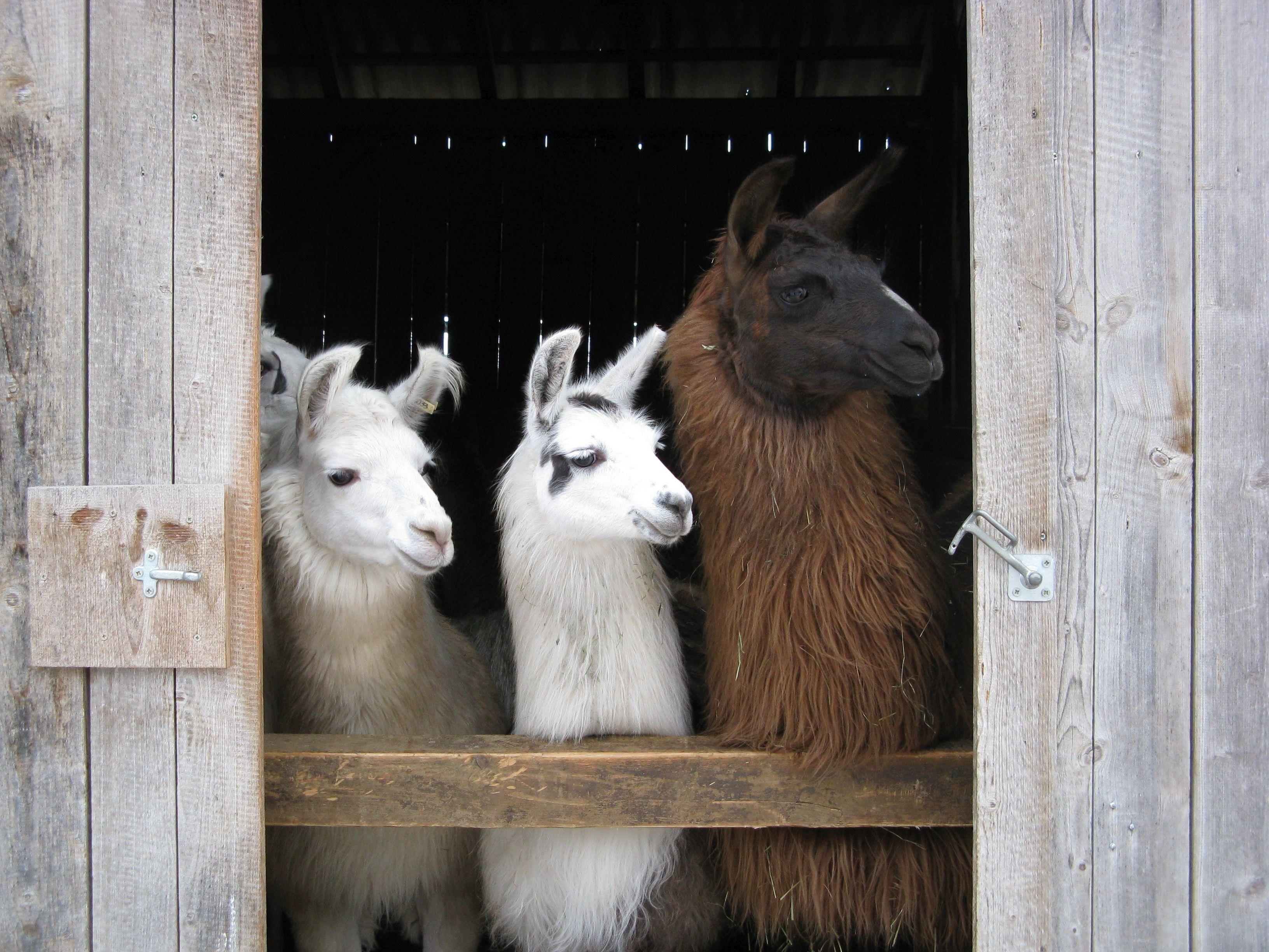 Wandern mit Lamas Alpakas in Franken Hier gibt es Touren