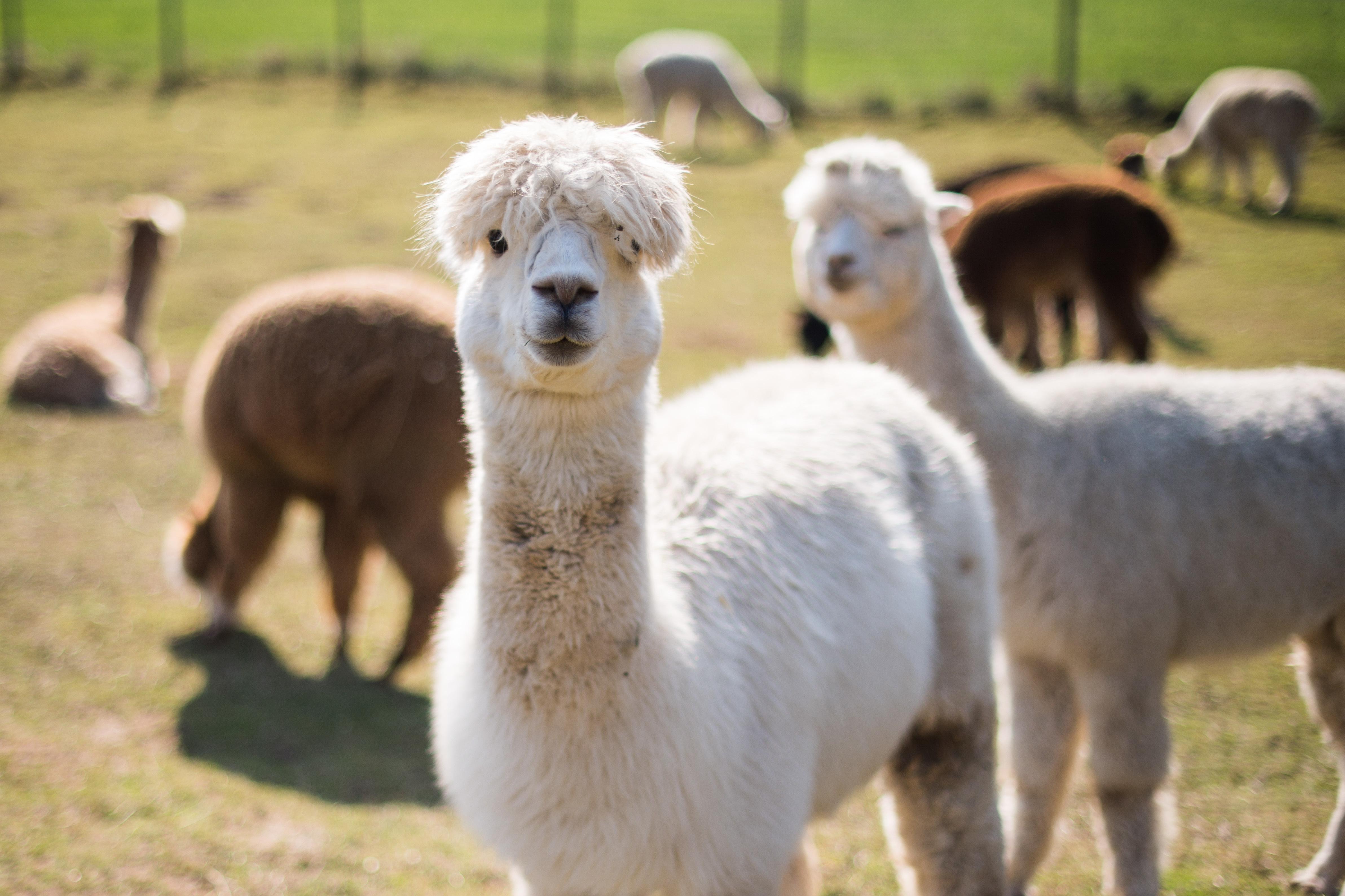 Wandern mit Lamas Alpakas in Franken Hier gibt es Touren