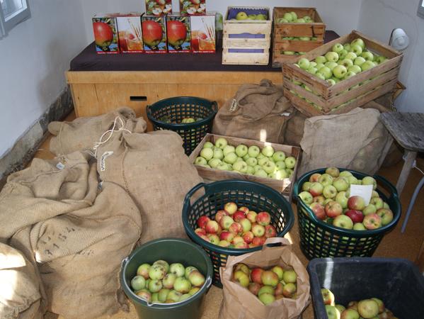 Äpfel satt: Mehr als 400 Kilo an Spenden erhielt die Lias-Grube in den letzten Wochen.