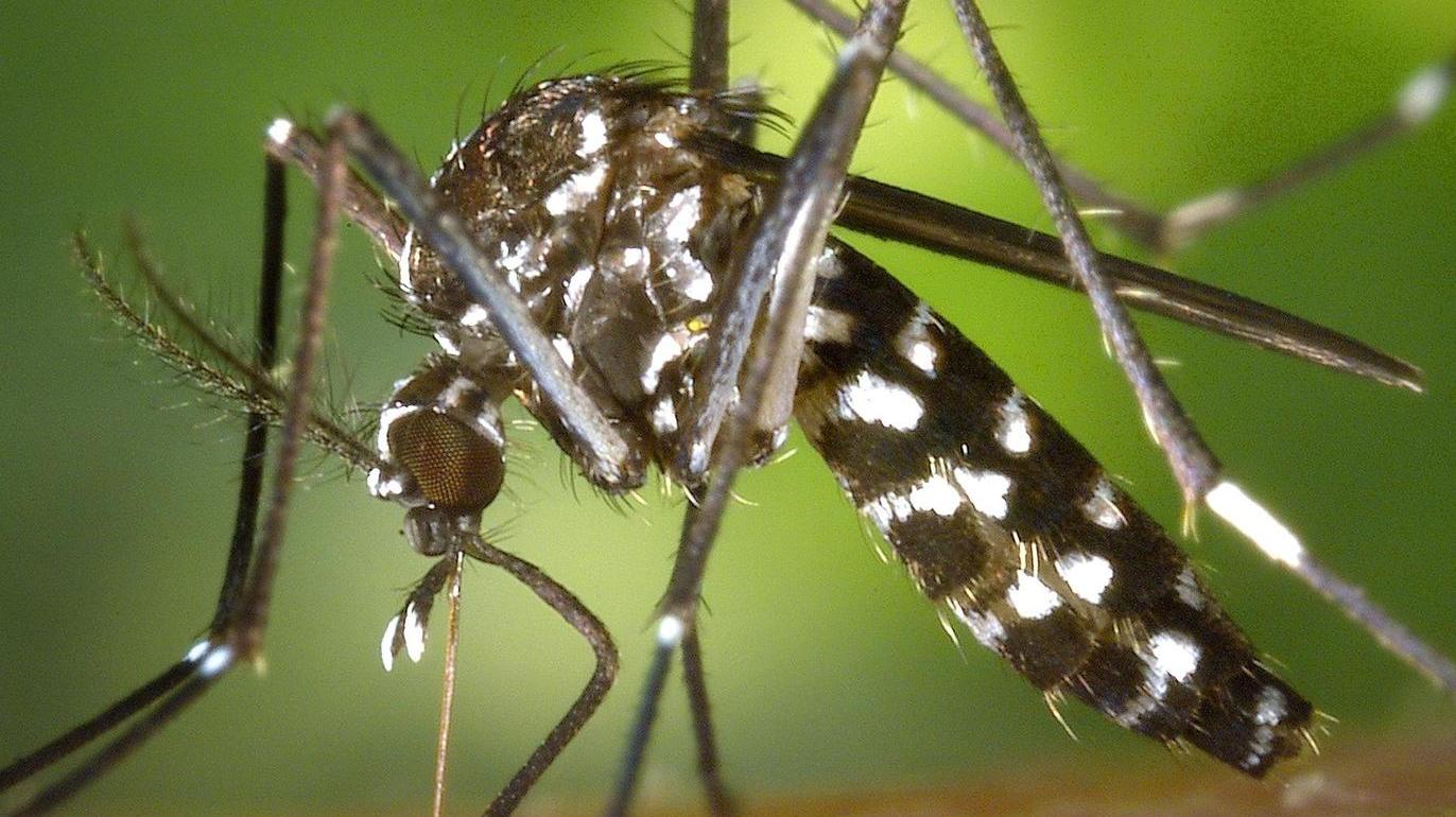 Viren-Überträger: Asiatische Tigermücke in Fürth entdeckt