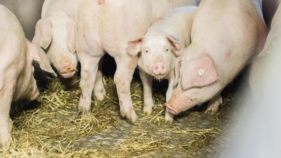Aus Schwein wird Wurst: Ein Blick hinter die Kulissen