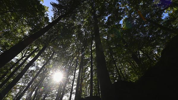 Der bayerische Wald ist ein gewaltiger Kohlenstoffspeicher. Eine im Jahr 2012 von der bayerischen Landesanstalt für Wald und Forstwirtschaft (LWF) veröffentlichte Kohlenstoffbilanz gibt den gesamten CO2-Speicher der bayerischen Wälder mit fast 2500 Millionen Tonnen an, das entspricht 693 Millionen Tonnen Kohlenstoff. Etwa je die Hälfte davon ist unterirdisch und oberirdisch in der Vegetation gespeichert.