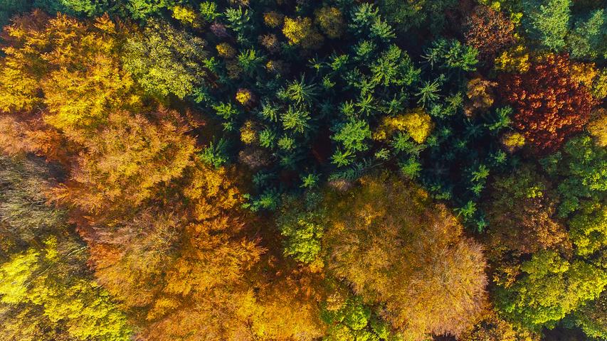 Allerdings trägt der Wald selbst zu diesen 18,1 Millionen Tonnen pro Jahr nur 1,7 Millionen Tonnen bei. Die weitaus größte CO2-Ersparnis ergibt sich durch die Nutzung des Holzes und dadurch, dass durch die Verwendung dieses nachwachsenden Rohstoffes andere, energieintensiver gewonnene, Rohstoffe eingespart werden.