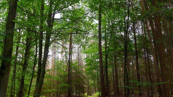 Deutschland hat im europaweiten Vergleich sehr hohe Holzvorräte, im Schnitt etwa 350 Festmeter pro Hektar. Bei den Bayerischen Staatsforsten liegt der Holzvorrat im Schnitt bei 280 Festmetern pro Hektar. Im Forstbetrieb Nürnberg, also im Reichswald, beträgt er derzeit 237 Festmeter. Er ist aber in den vergangenen Jahrhunderten und Jahrzehnten gewaltig angestiegen und ist wegen der sandigen Böden allgemein niedriger als anderswo. Eine deutliche Steigerung der Holzvorräte ist in Deutschland laut Experten nur noch schwer möglich, im europaweiten Vergleich sind sie schon sehr hoch. Es gehe hierzulande vielmehr darum, den Wald langfristig stabil zu halten.
