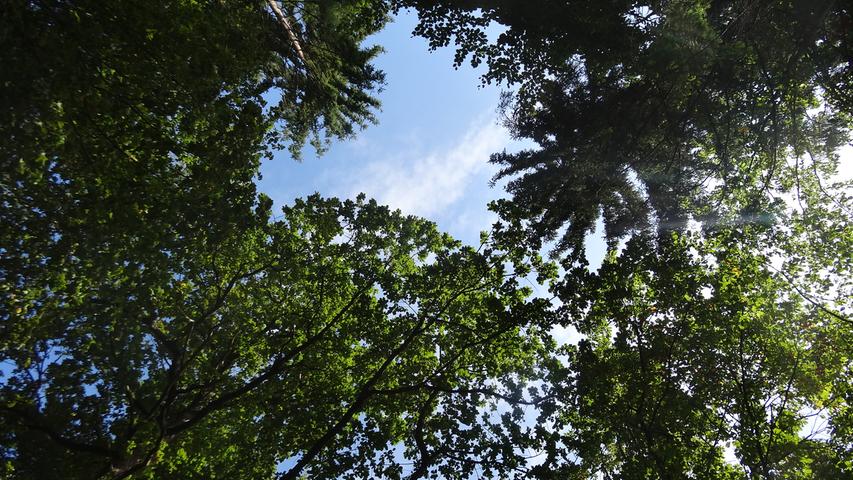 Wo Bäume in den Himmel ragen und Wasser Wunder wirkt, kann die Natur innere Türen öffnen. Susanne Fellhauer-Hoffmann nimmt Besucher des Klosterdorfes Hegne gern mit auf ihren Spaziergängen durch den Wald und lehrt sie, den Blick auch mal nach oben zu richten.