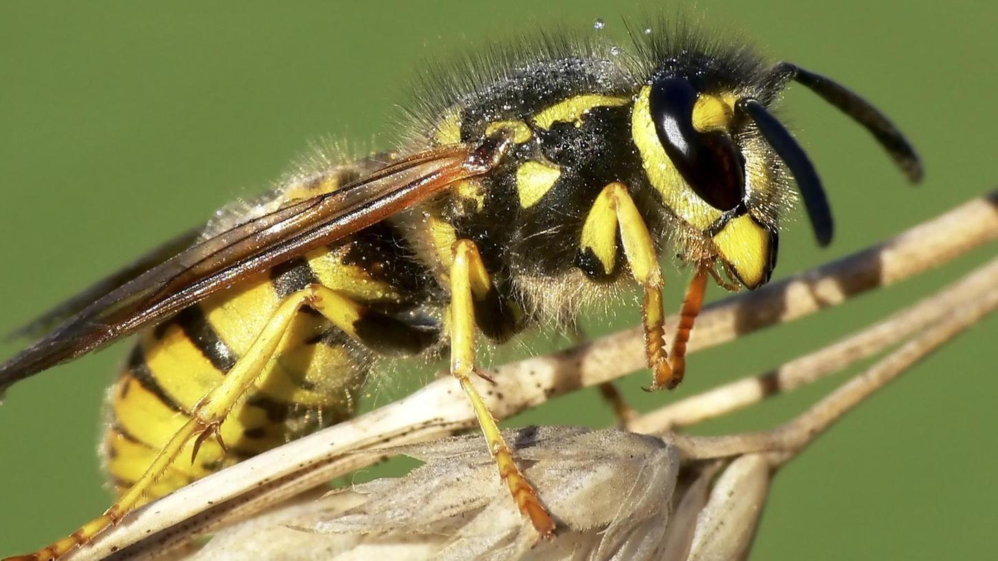 Insektensterben: Warum es dieses Jahr wenig Wespen gab