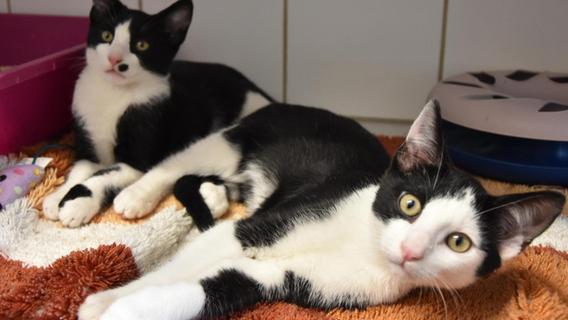 Die Rathaus-Katzen: Es wurde Liebe auf den ersten Blick