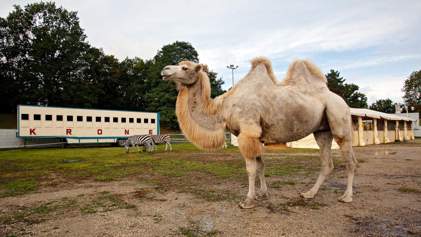 Wie leben die Tiere im Circus Krone? Ein Rundgang.