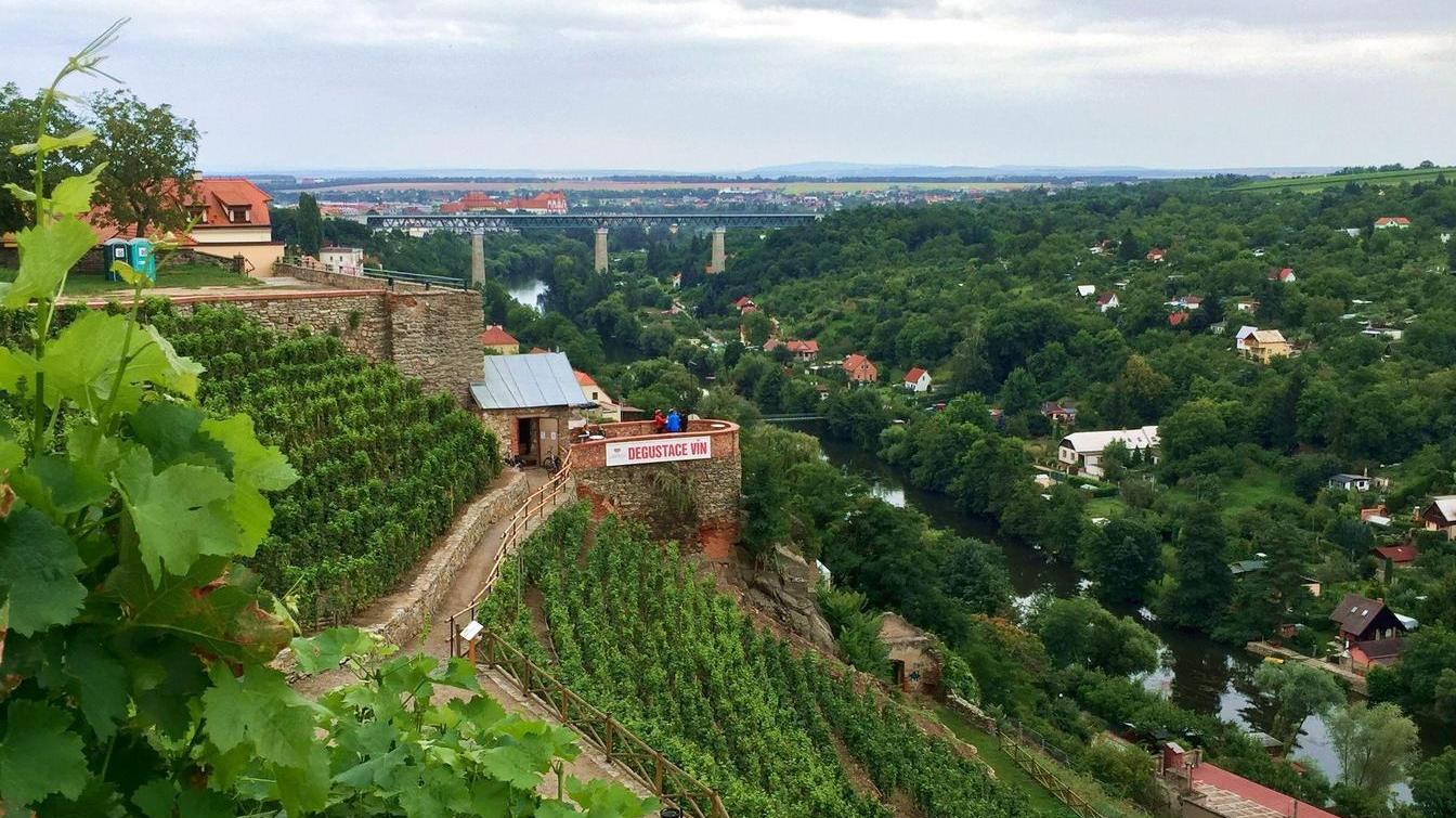 Weinanbau in Tschechien: Guter Tropfen aus dem Osten