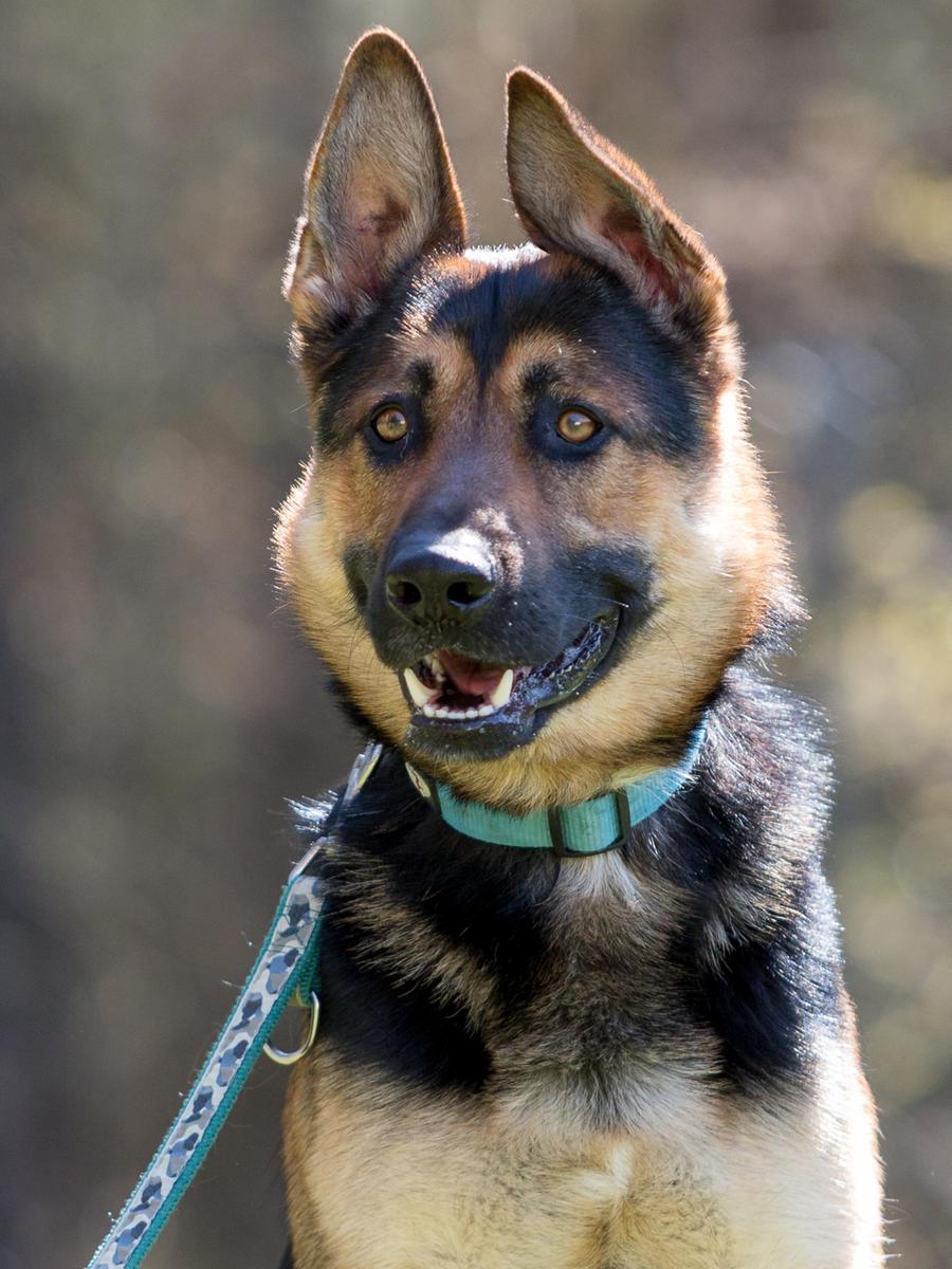 Denny ist leider schon zum dritten Mal im Tierheim gelandet. Der Schäfer-Mix kam 2015 zur Welt und ist jetzt seit rund vier Jahren an der Stadenstraße. Seine Herrschaften waren mit ihm noch jedes Mal überfordert. Denny ist ein junger Hund, der einiges an Erziehung benötigt. Wer ihn nimmt, sollte mit ihm in die Hundeschule gehen und Erfahrung mit Hunden haben. Körperliche Auslastung und eine liebevolle aber konsequente Führung sind bei Denny wichtig, er darf nicht die Kontrolle übernehmen. Denny ist ein lustiges Kerlchen, aber es braucht Geduld mit ihm.
Mehr Informationen gibt es beim Tierheim Nürnberg, Stadenstraße 90, 90491 Nürnberg, Telefon (0911) 919890.
Denny ist leider schon zum dritten Mal im Tierheim gelandet. Der Schäfer-Mix kam 2015 zur Welt und ist jetzt seit rund vier Jahren an der Stadenstraße. Seine Herrschaften waren mit ihm noch jedes Mal überfordert. Denny ist ein junger Hund, der einiges an Erziehung benötigt. Wer ihn nimmt, sollte mit ihm in die Hundeschule gehen und Erfahrung mit Hunden haben. Körperliche Auslastung und eine liebevolle aber konsequente Führung sind bei Denny wichtig, er darf nicht die Kontrolle übernehmen. Denny ist ein lustiges Kerlchen, aber es braucht Geduld mit ihm.
Mehr Informationen gibt es beim Tierheim Nürnberg, Stadenstraße 90, 90491 Nürnberg, Telefon (0911) 919890.