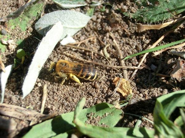 So sieht sie aus, die Efeu-Seidenbiene. Sie ist ein wenig kleiner als die Honigbiene.