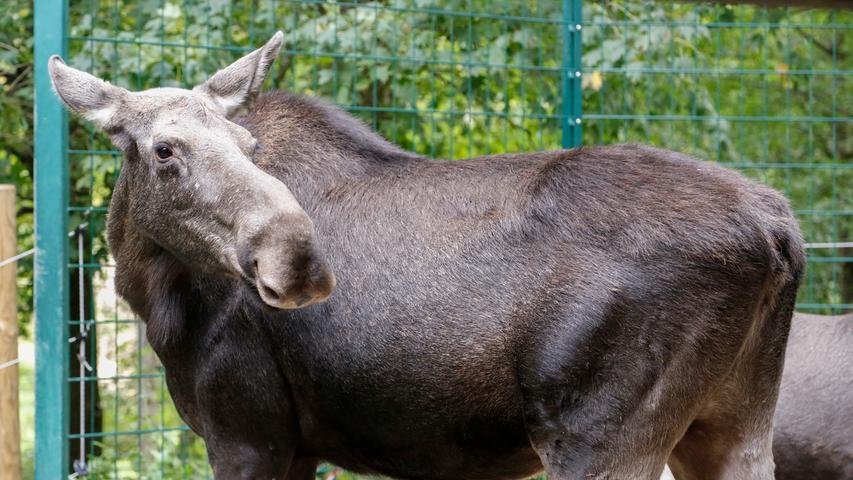 Elchkuh Pippilotta, genannt Lotta, hat zwei Jungtiere, deren Namen in einem Besucherwettbewerb ermittelt werden sollen.