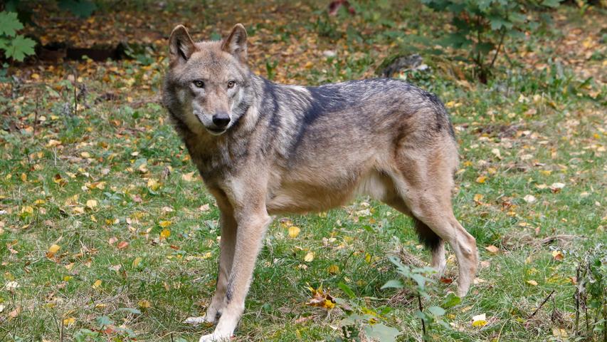 Wölfe und mehr: Der Tierpark Hundshaupten im Herbst