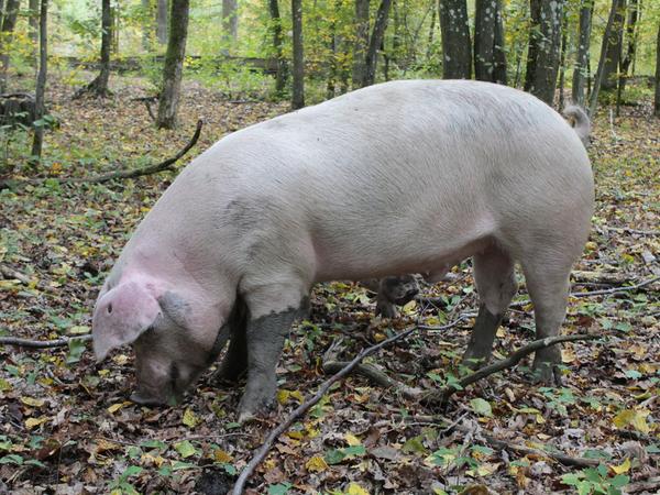 Sauwohl fühlen sich die Schweine im Wald, wo sie nach Eicheln, aber auch nach Würmern oder Insekten suchen.