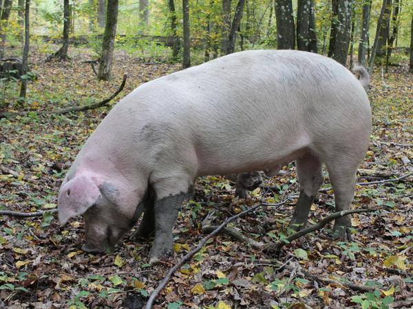 Sauwohl fühlen sich die Schweine im Wald, wo sie nach Eicheln, aber auch nach Würmern oder Insekten suchen. Sauwohl fühlen sich die Schweine im Wald, wo sie nach Eicheln, aber auch nach Würmern oder Insekten suchen.