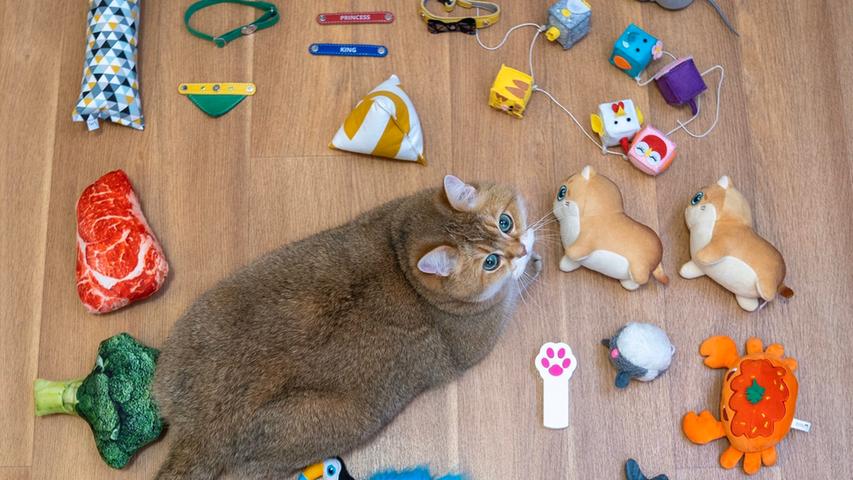 Vorsichtig in Szene gesetzt: Natürlich können Katzen mit ihrem vielen Spielzeug bei dem Netztrend mithalten.