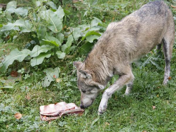 Neue Wölfe im Tierpark Hundshaupten: Rabea nicht mehr allein