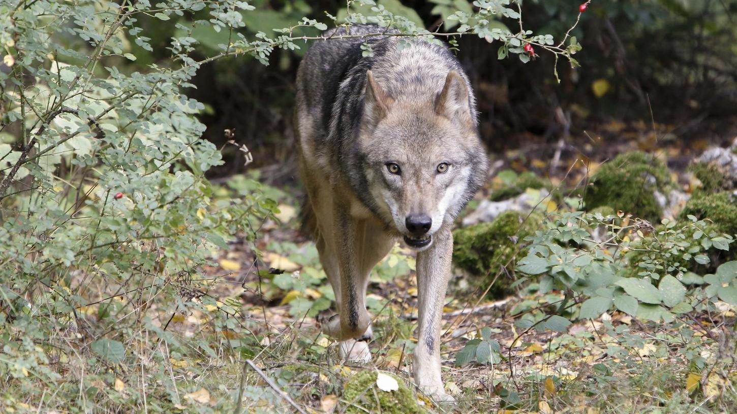 Neue Wölfe im Tierpark Hundshaupten: Rabea nicht mehr allein
