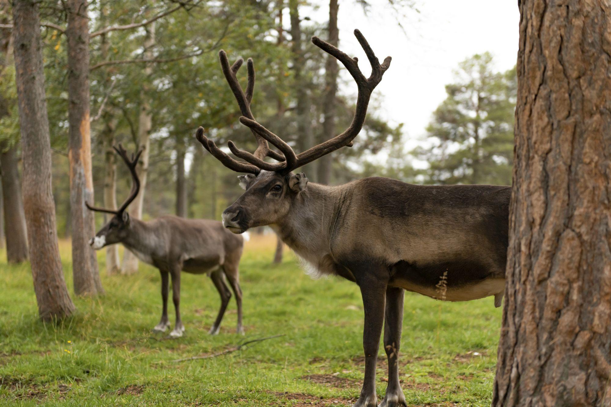Geschätzt doppelt so viele Rentiere wie Menschen gibt es in Finnland.