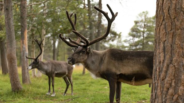 Geschätzt doppelt so viele Rentiere wie Menschen gibt es in Finnland.