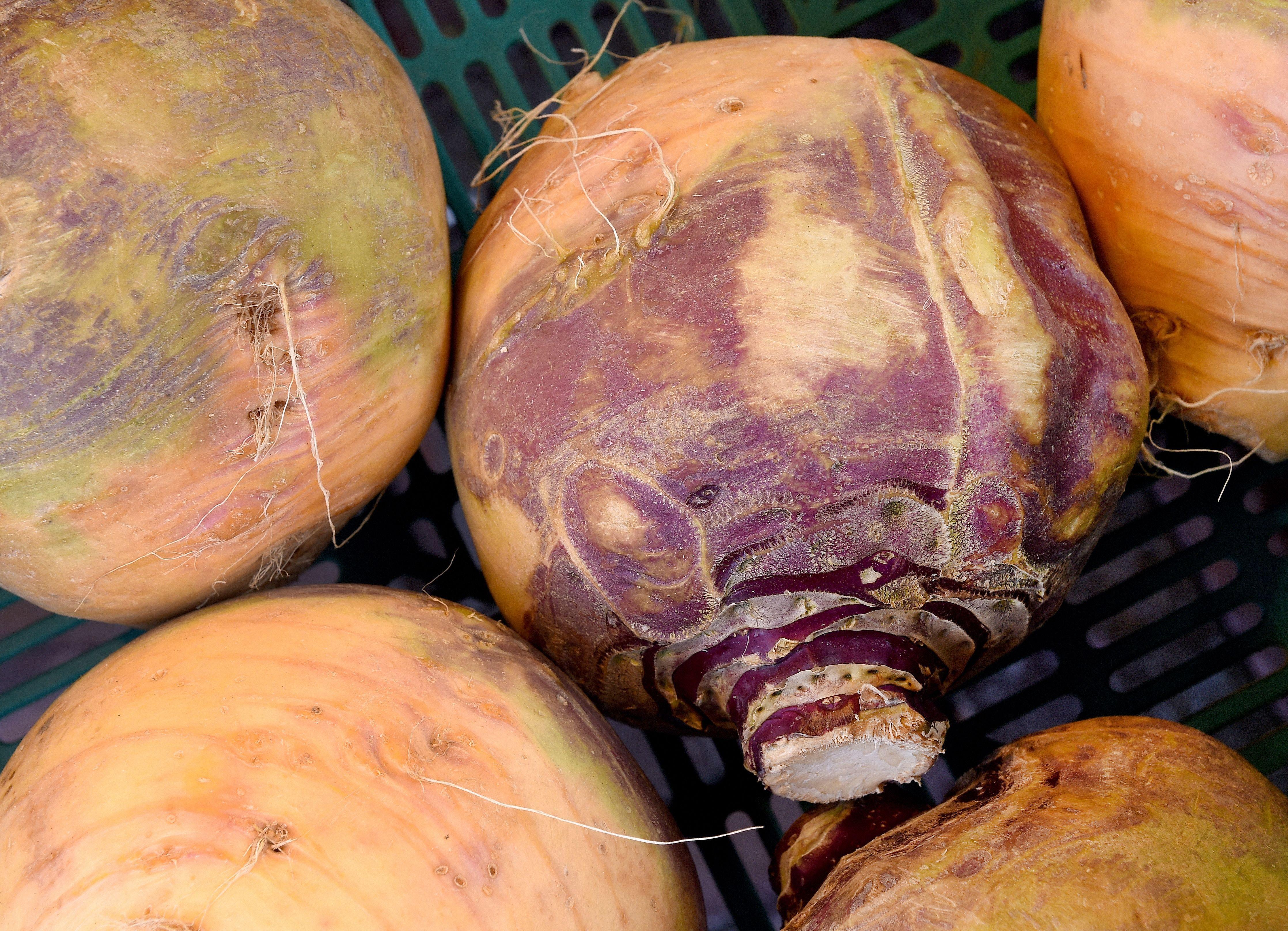 Vor der ersten kalten Nacht sollten Steckrüben, Lagerkarotten, Knollengemüse und sonstiges Wintergemüse, das keinen Frost verträgt, in den Keller. Das Gemüse kann man bis zum nächsten Frühjahr lagern, ohne dass es an Geschmack verliert. Vorausgesetzt Sie beherzigen ein paar Tipps: Bei Wurzelgemüse wie Rote Beete, Karotten oder Winterrettich wird das Grün entfernt. Dann kommt das Gemüse nebeneinander in Kisten. Bedecken Sie es jeweils mit einer Lage feuchtem Sand und bewahren Sie die Kisten möglichst kühl, aber frostfrei auf. So lange es nicht hart friert, können Endivien, Zuckerhut und Brokkoli draußen auf den Beeten bleiben.