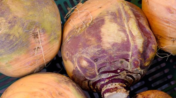 Vor der ersten kalten Nacht sollten Steckrüben, Lagerkarotten, Knollengemüse und sonstiges Wintergemüse, das keinen Frost verträgt, in den Keller. Das Gemüse kann man bis zum nächsten Frühjahr lagern, ohne dass es an Geschmack verliert. Vorausgesetzt Sie beherzigen ein paar Tipps: Bei Wurzelgemüse wie Rote Beete, Karotten oder Winterrettich wird das Grün entfernt. Dann kommt das Gemüse nebeneinander in Kisten. Bedecken Sie es jeweils mit einer Lage feuchtem Sand und bewahren Sie die Kisten möglichst kühl, aber frostfrei auf. So lange es nicht hart friert, können Endivien, Zuckerhut und Brokkoli draußen auf den Beeten bleiben.