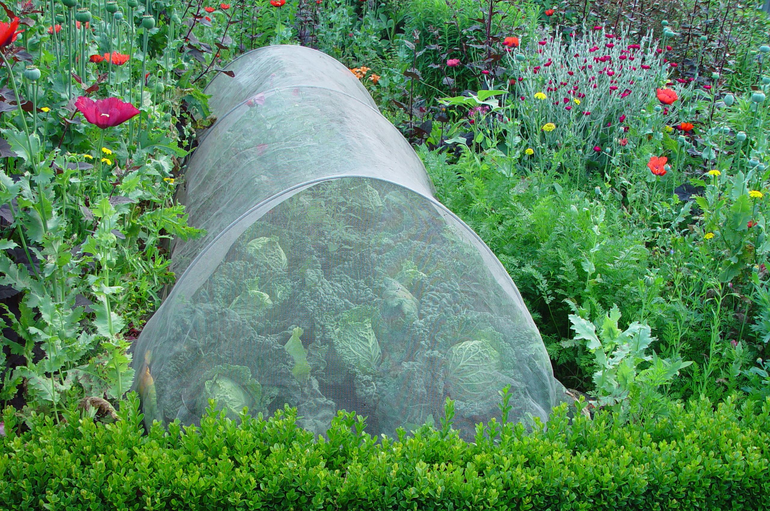 Igel, Käfer und Wurm beschützen Rhododendron und Kohl