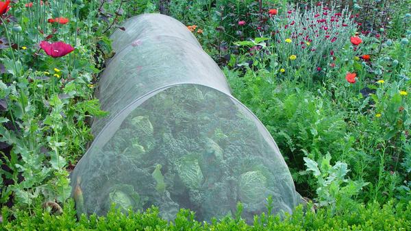 Igel, Käfer und Wurm beschützen Rhododendron und Kohl