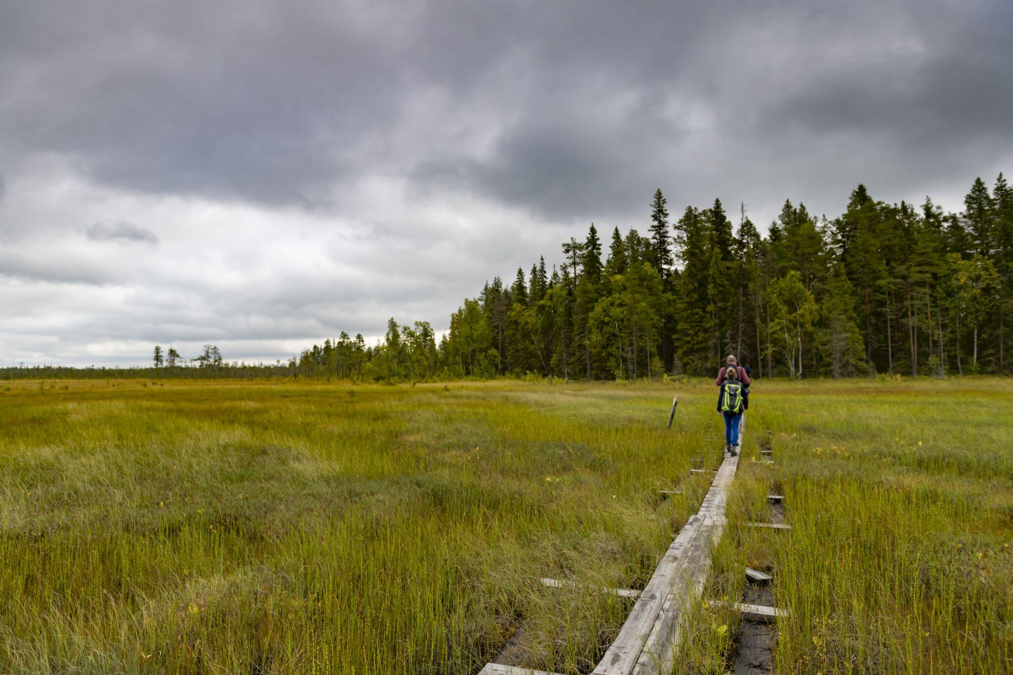 Touren durch Moorgebiete wie hier in der Nähe von Rovaniemi, Lapplands Hauptstadt, ziehen sich meist über solche Holzbohlen. Wanderschuhe bleiben deshalb trocken - nur konzentrieren muss man sich beim Gehen.