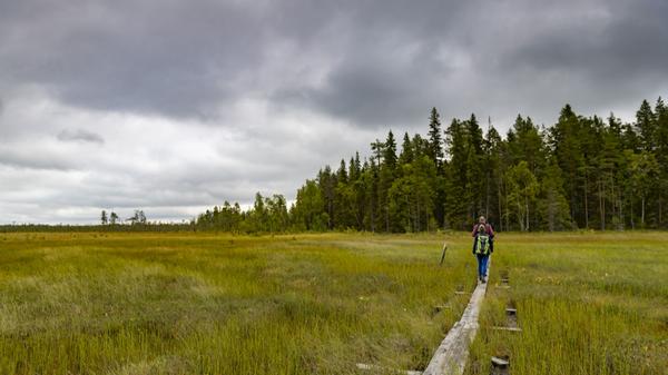 Touren durch Moorgebiete wie hier in der Nähe von Rovaniemi, Lapplands Hauptstadt, ziehen sich meist über solche Holzbohlen. Wanderschuhe bleiben deshalb trocken - nur konzentrieren muss man sich beim Gehen.