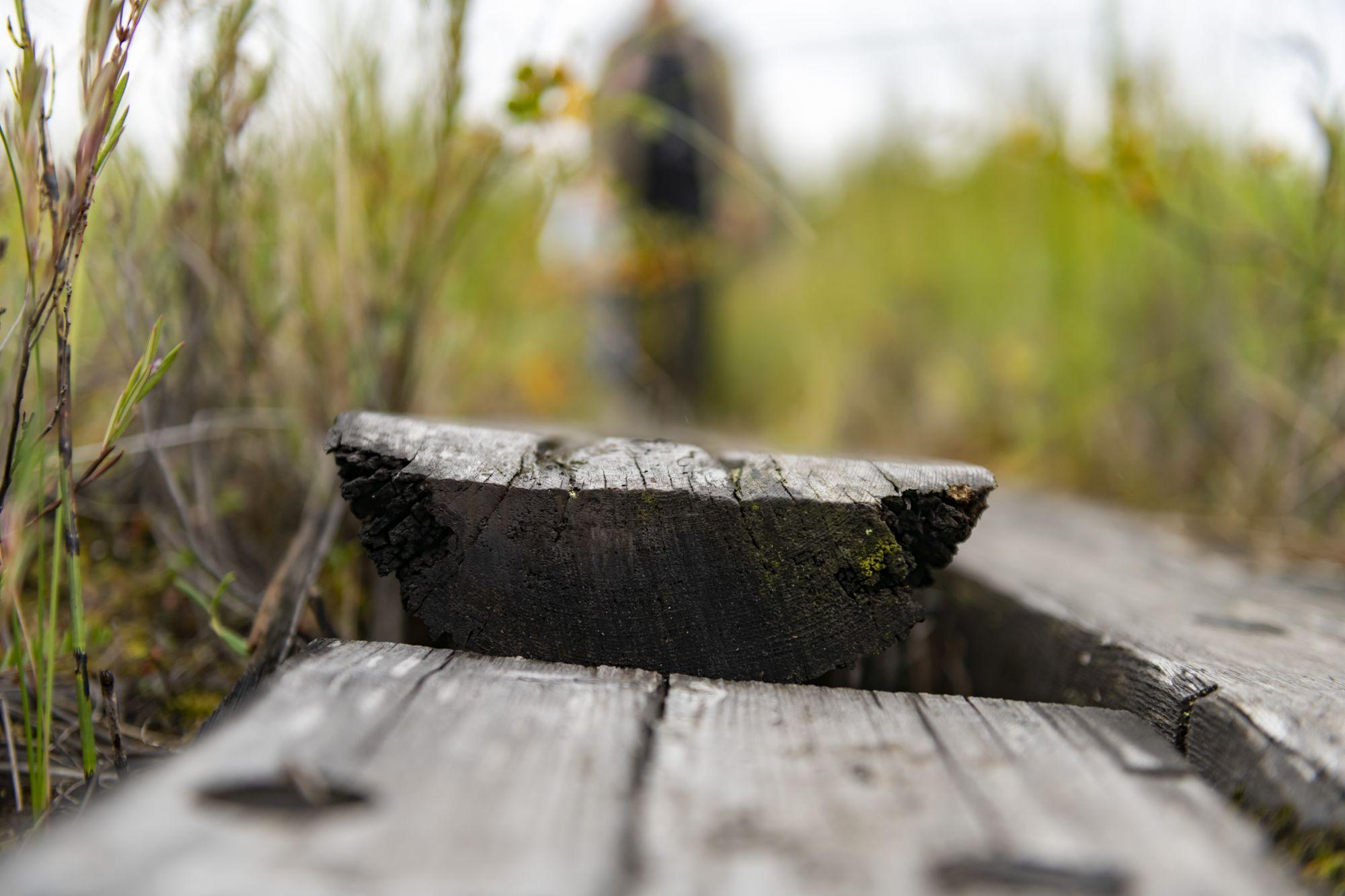 Etwa alle fünf Jahre muss das Holz ausgetauscht werden, weil es durch die ständige Nässe von unten zerfällt. Die Finnen legen großen Wert darauf, nur unbehandeltes Holz zu verwenden. Dass in letzter Zeit auch ausgediente Strommasten recycelt und für die Wanderwege zurechtgesägt werden, wurde heftig diskutiert. Denn diese Masten wurden zur besseren Haltbarkeit ursprünglich mit Chemie behandelt. Der Gedanke, das Holz sinnvoll so lange weiter zu benutzen, bis es auch als trittfester Untergrund für Wanderer ausgedient hat, überwog allerdings.
