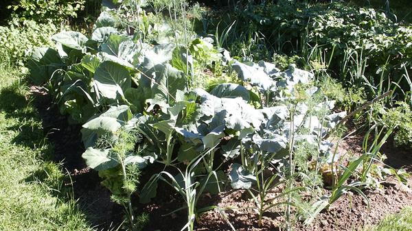 Wer will, legt im Herbst ein Hügelbeet an. Denn jetzt gibt es große Mengen an Laub, die der Gärtner für das neue Beet verwenden kann. Mit einem Hügelbeet lässt sich in kleinen Gärten mehr Anbaufläche schaffen, die im Frühling noch einen Wettbewerbsvorteil gegenüber herkömmlichen Beeten hat. Denn der Hügel erwärmt sich schneller, außerdem sorgt die Zersetzung des organischen Materials in dessen Mitte für Wärme und setzt Nährstoffe frei. Aber: Einfach nur Erde aufzutürmen, reicht nicht. Das Beet setzt sich wie bei einem Hochbeet aus mehreren Schichten organischer Materialien zusammen. Die Mitte besteht aus Ästen, die eine gute Drainage sind und das Beet belüften. Das fördert die Verrottung des weiteren Pflanzenmaterials. Rasenboden bedeckt die Äste komplett oben und an den Seiten. Er verhindert, dass die Äste verschlämmen. Darüber kommen eine dicke Schicht Laub und teilweise verrotteter Kompost sowie eine Schicht aus einer Mischung von Gartenerde und Kompost. Hat sich das Beet im Frühjahr gesetzt, kann der Gärtner mit der Saat loslegen.