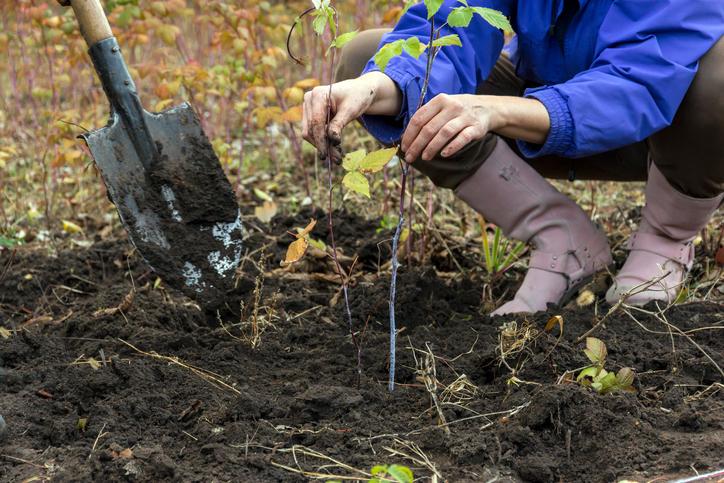 Solange im Herbst und Winter der Boden nicht gefroren ist, kann man noch viele Obststräucher und -bäume in den Garten setzen. Das gilt insbesondere für die sogenannten wurzelnackten Gehölze. Diese Pflanzen bieten Händler in der Regel nur von Oktober bis März an. Im Gegensatz zu Topfpflanzen haben sie keine Erde um die Wurzeln. Sie sind meist preiswerter, da die Baumschulen weniger Aufwand und Kosten damit haben. Ohne Probleme kann man vor allem frostunempfindliche Obstbäume wie Apfel, Birne, Pflaume, Zwetschge, Mirabelle und Kirsche im Herbst pflanzen, so das Bundesinformationszentrum Landwirtschaft. Aprikosen- und Pfirsichgehölze sollte man besser erst ab dem Frühjahr setzen. Auch Beerensträucher, Stauden und Klettergewächse können bei milden Temperaturen noch in den Boden.