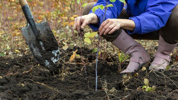 Solange im Herbst und Winter der Boden nicht gefroren ist, kann man noch viele Obststräucher und -bäume in den Garten setzen. Das gilt insbesondere für die sogenannten wurzelnackten Gehölze. Diese Pflanzen bieten Händler in der Regel nur von Oktober bis März an. Im Gegensatz zu Topfpflanzen haben sie keine Erde um die Wurzeln. Sie sind meist preiswerter, da die Baumschulen weniger Aufwand und Kosten damit haben. Ohne Probleme kann man vor allem frostunempfindliche Obstbäume wie Apfel, Birne, Pflaume, Zwetschge, Mirabelle und Kirsche im Herbst pflanzen, so das Bundesinformationszentrum Landwirtschaft. Aprikosen- und Pfirsichgehölze sollte man besser erst ab dem Frühjahr setzen. Auch Beerensträucher, Stauden und Klettergewächse können bei milden Temperaturen noch in den Boden.