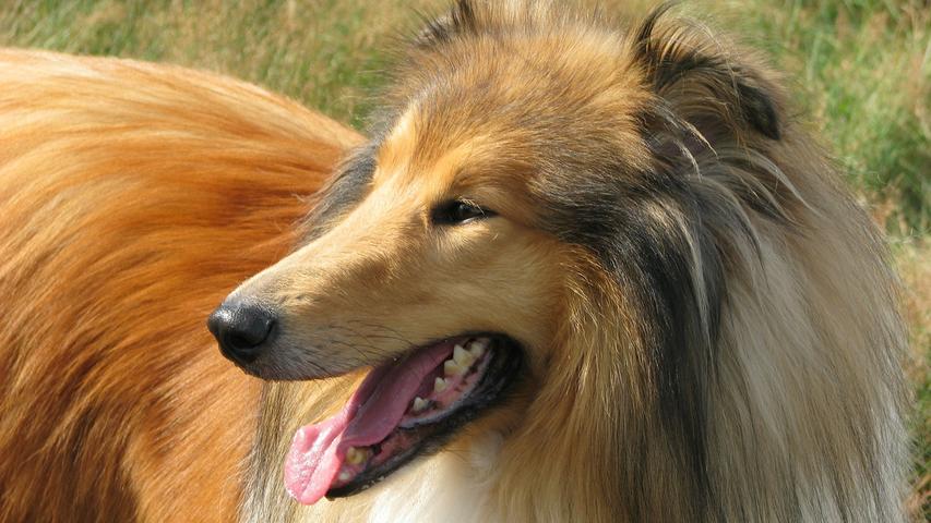 Begonnen wird natürlich mit dem "Classico": Gefühlte 1000 Mal hat Langhaarcollie Lassie, von Beruf Superhund (beziehungsweise Superhündin), den trotteligen Timmy aus dem Brunnen gerettet. Beschwert hat sich Lassie dennoch nie. Merke: Hunde sind Musterbeispiele an Tugend und Moral.