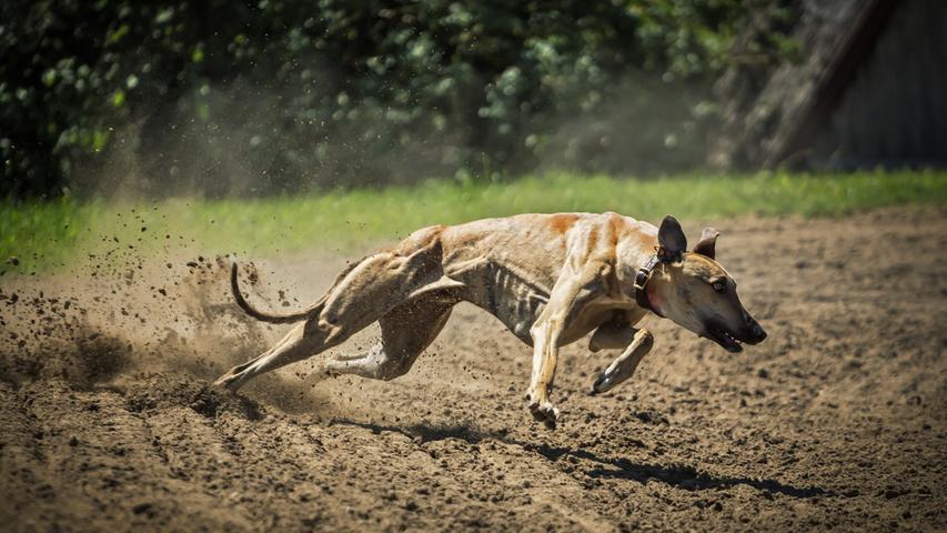 Windhunde können es extrem eilig haben und manche von ihnen erreichen tatsächlich bis zu 70 km/h. Das macht sie, nach dem Gepard, zum zweitschnellsten Tier überhaupt. Merke: Hunde gehen ab wie Rakete.