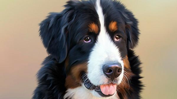Berner Sennenhunde gehören nicht nur zu den gutmütigsten und liebenswertesten Familienhunden, sondern sind (wie ihr Name schon sagt) auch für Viehtriebe auf die Alm oder das Bewachen von Herden geradezu prädestiniert. Und selbst als Zugtiere machen sie eine gute Figur. Merke: Hunde sind die besseren Pferde und Ochsen.