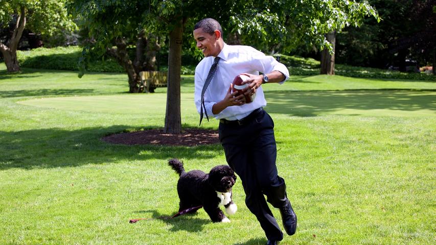 Amerikas ehemaliger "First Dog" heißt Bo und gehört zur Rasse der portugiesischen Wasserhunde. Der zottelige Sidekick Barack Obamas reiht sich damit ein in die ehrwürdige Liste der Hunde im Oval Office: Richard Nixon hatte einen Cocker Spaniel namens Checkers, Bill Clinton den Labrador Buddy...