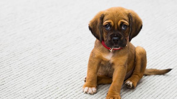 ...und man kann sie zu doll lieb haben. Merke: Hunde übertreffen jedes Menschenbaby an Niedlichkeit.