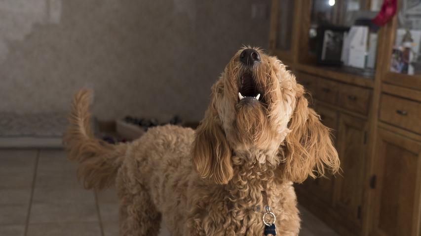 Gegen jedwede Form von Bedrohung gibt es nur ein wirklich effektives Mittel und das hat vier Pfoten, eine lange Zunge und bellt bei Gefahr. Merke: Hunde halten aufdringliche Postboten in Schach.