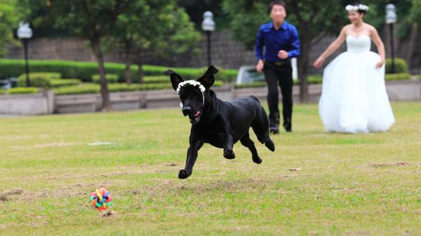 Laut einer nie durchgeführten Studie raten 95 Prozent aller ehemaligen Singles: Wer seines Daseins als Alleinstehender überdrüssig ist, sollte sich schnellstens einen Vierbeiner zulegen. Die Dunkelziffer an Herrchen und Frauchen, die sich über ihre Hunde kennengelernt haben, ist zwar nicht bekannt, dürfte wohl aber in die Millionen gehen. Merke: Hunde sind das bessere soziale Netzwerk.