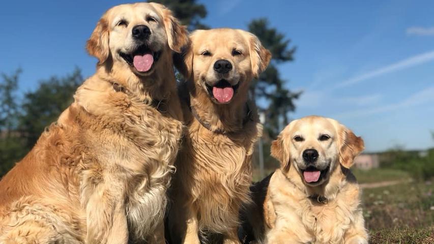 Zum Welthundetag: So süß sind die Vierbeiner unserer User