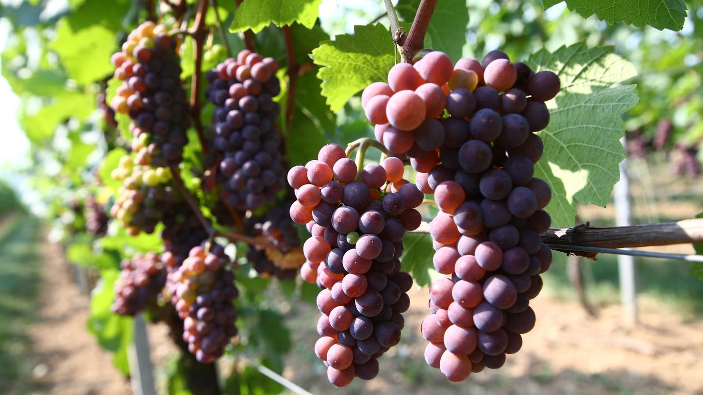 Die Winzer in den 13 deutschen Anbaugebieten haben ihre diesjährige Weinlese weitgehend abgeschlossen.