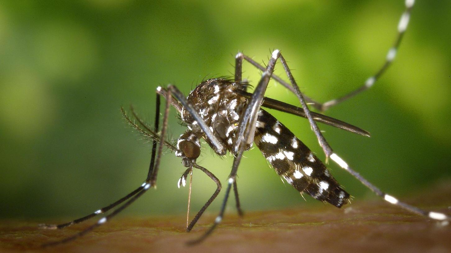 Viren-Überträger: Tigermücken auch in Röttenbach? 