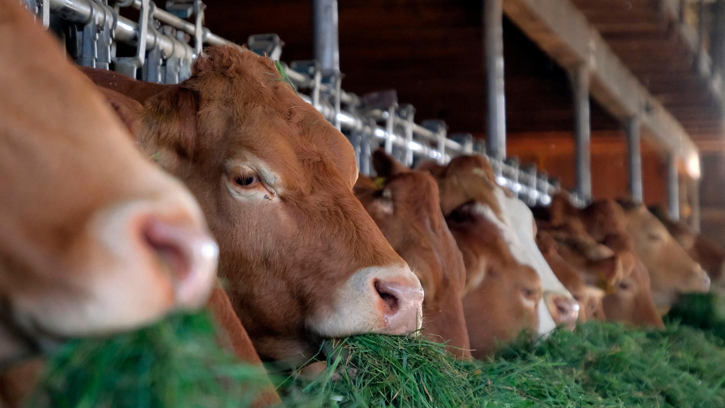 Martin Schott verdient sein Geld unter anderem mit der Rindermast. Seine Tiere hält er konventionell.