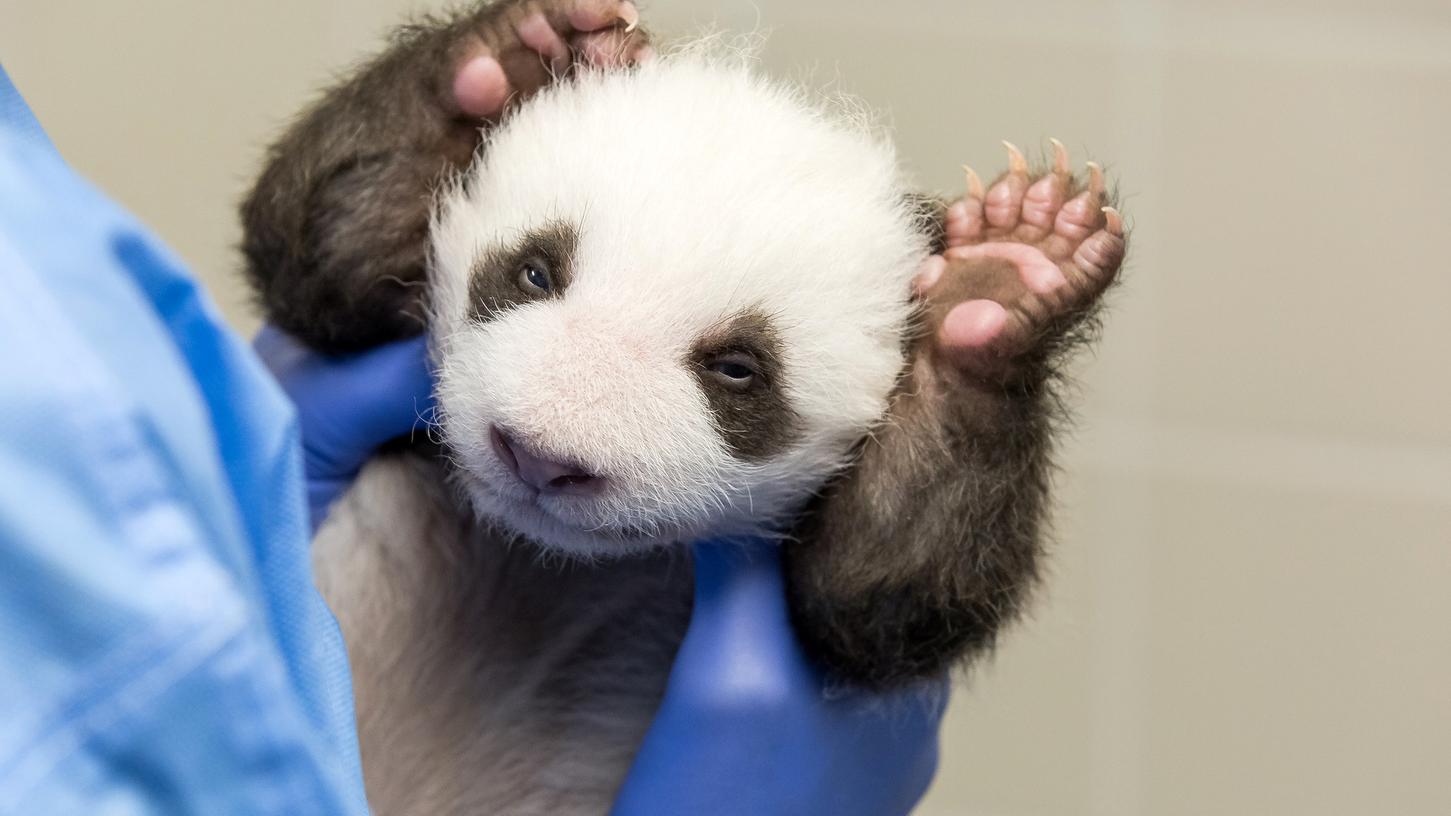 Wie süß! Die Berliner Panda-Zwillinge öffneten am Freitag zum ersten Mal ihre Augen.