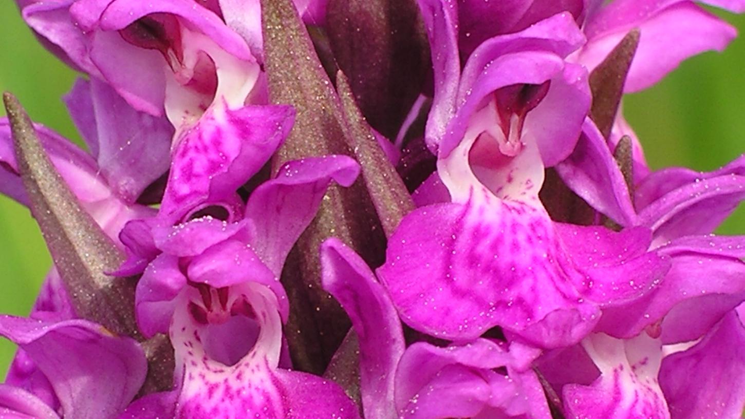 Das Breitblättrige Knabenkraut ist die Orchidee des Jahres 2020 - und auch in der Fränkischen Schweiz zu finden. Zumindest noch.