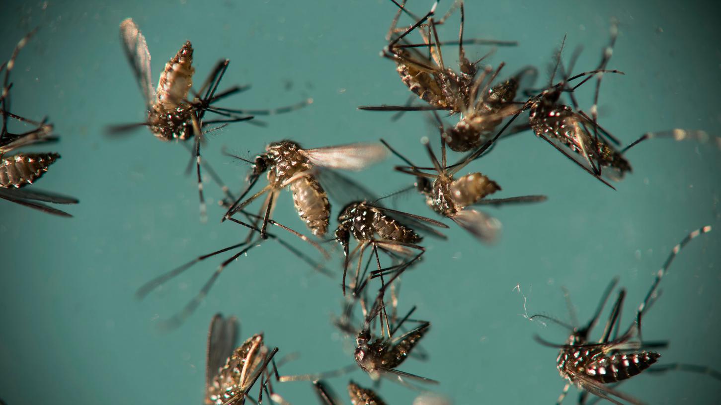 Wohl erstmals in Europa haben sich zwei Menschen mit Zika-Viren angesteckt. Die hier abgebildeten Gelbfiebermücken können beispielsweise das Zika-Virus übertragen.