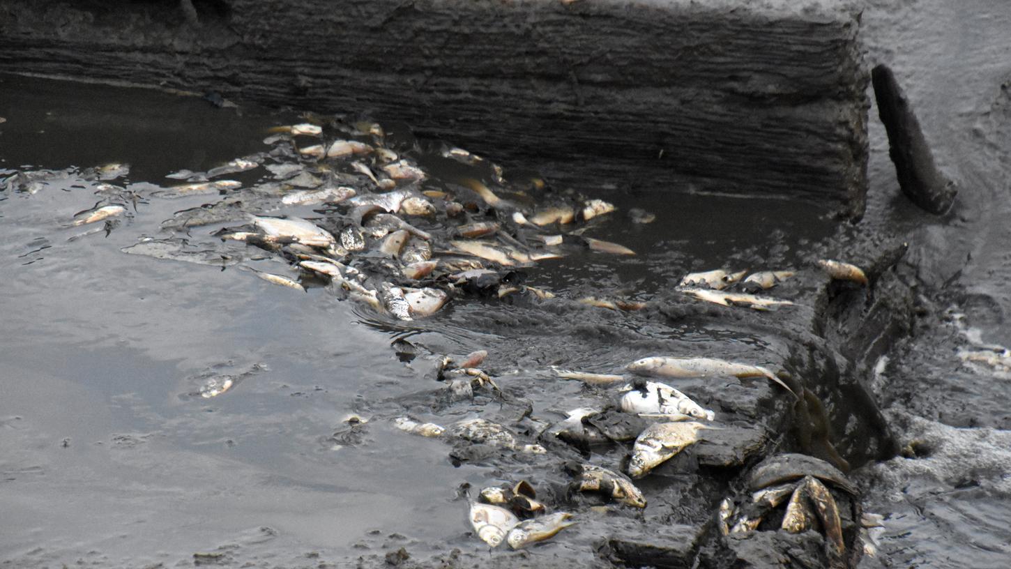 Tote Fische treiben im Sonnensee bei Flachslanden im Landkreis Ansbach. In dem See in Mittelfranken sind mehr als 10.000 Fische und Muscheln verendet.