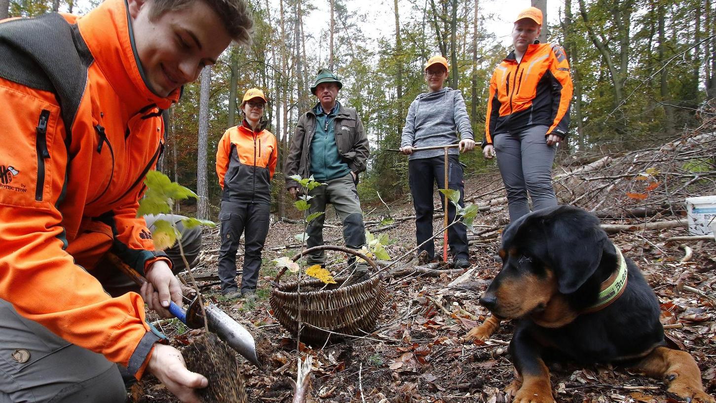 Bayerische Pflanzoffensive hilft bei Aufforstung der Wälder im Kreis Forchheim